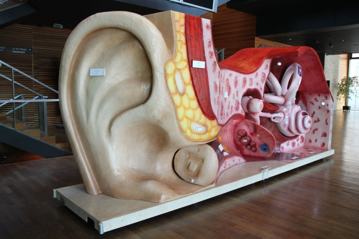 Ohrmodell 1