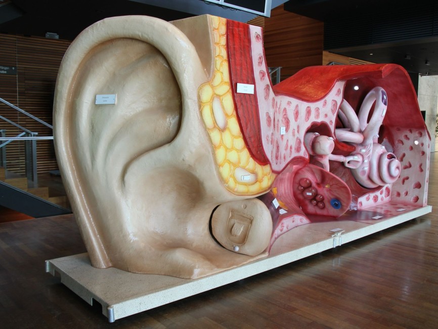 Ohrmodell 1