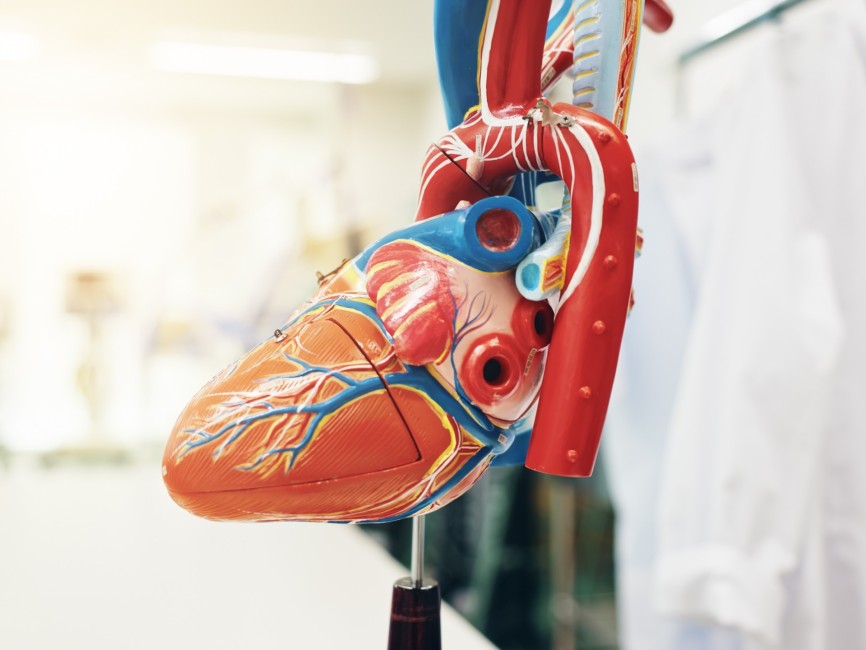 anatomical heart model on display at hospital 2026 09 24 12 54 05 utc