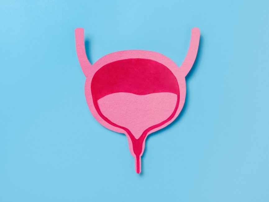 pink bladder illustration on blue background 2026 03 18 13 50 03 utc
